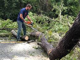 Best Hazardous Tree Removal  in Burkburnett, TX