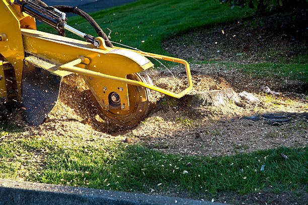 Tree and Shrub Care in Burkburnett, TX